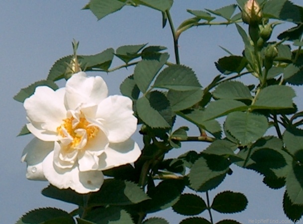 'Alba Semi-plena' rose photo