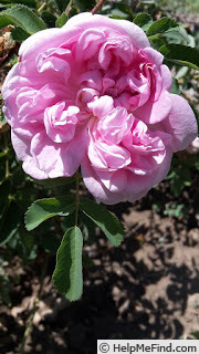 'Stanwell Perpetual (Spinosissima, Lee before 1821)' rose photo