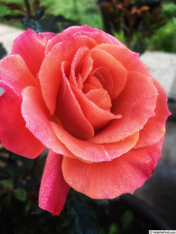 'Disneyland Rose ®' rose photo