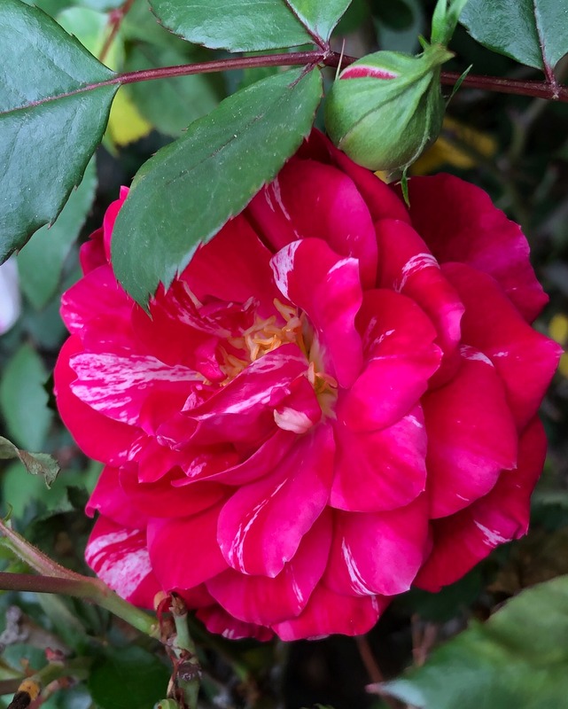 'Candy Sunblaze ® (miniature, Sproul before 2018)' rose photo