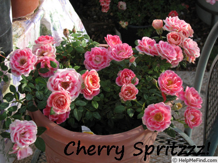 'Cherry Spritzzz!™' rose photo