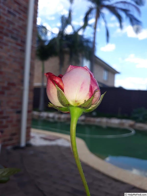 'A Daughter's Gift' rose photo