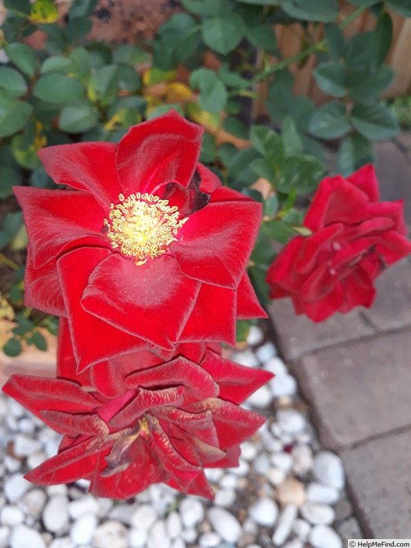 'Terrazza Hot' rose photo