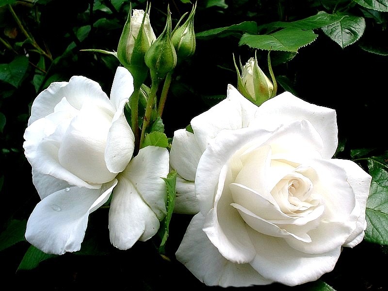 'Annapurna (hybrid tea, Dorieux 2000)' rose photo