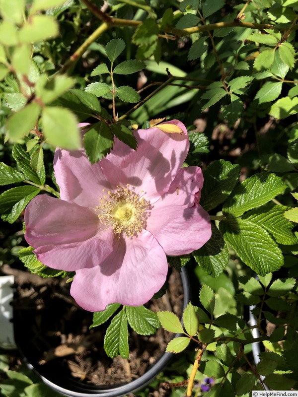 'Fru Dagmar Hastrup' rose photo