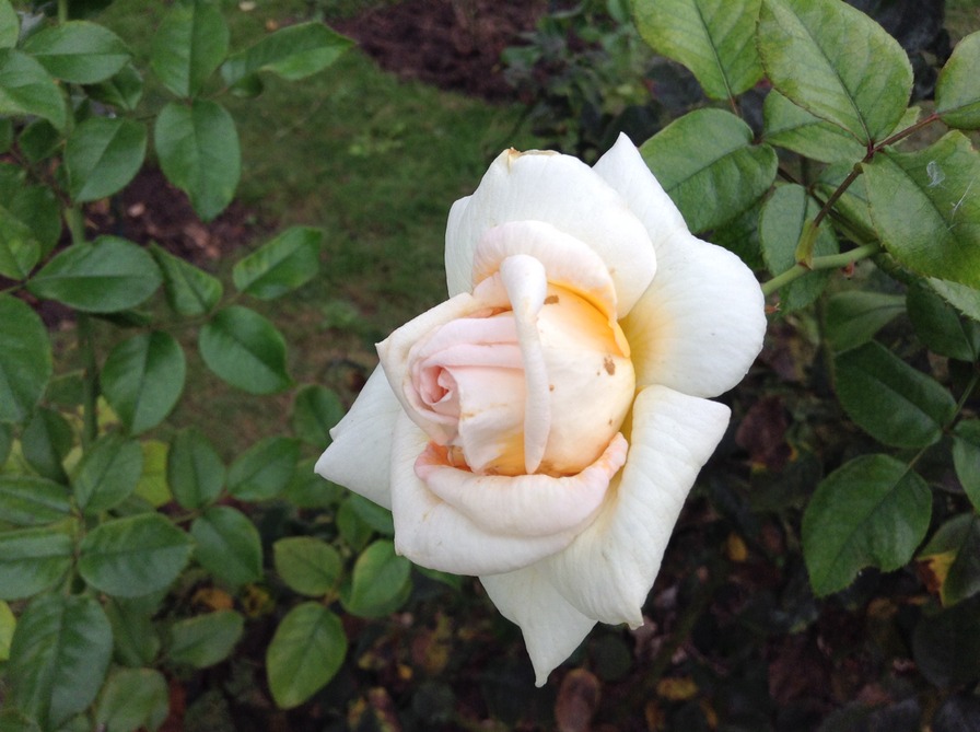 'Rosière de France' rose photo