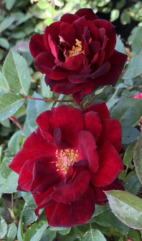 'Crimson Promise' rose photo