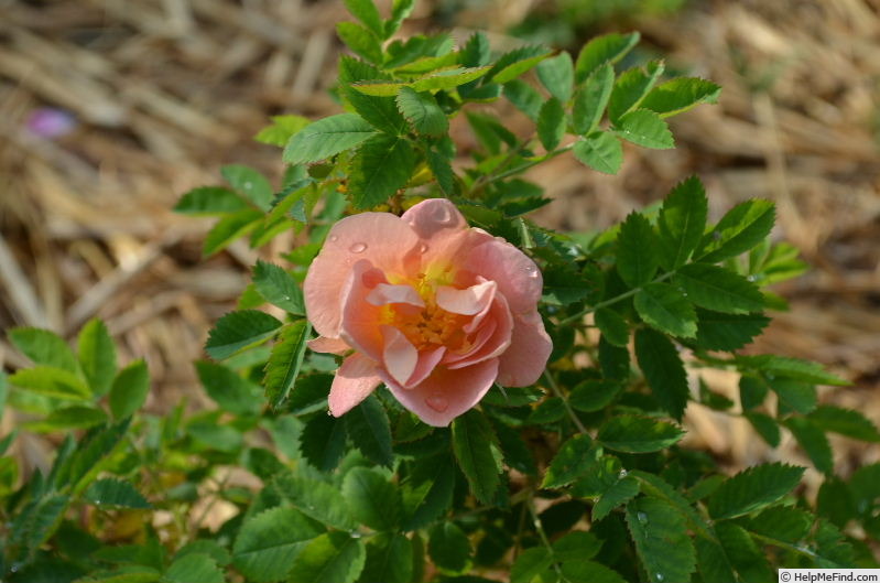 'Caroyal x Hazeldean #2' rose photo