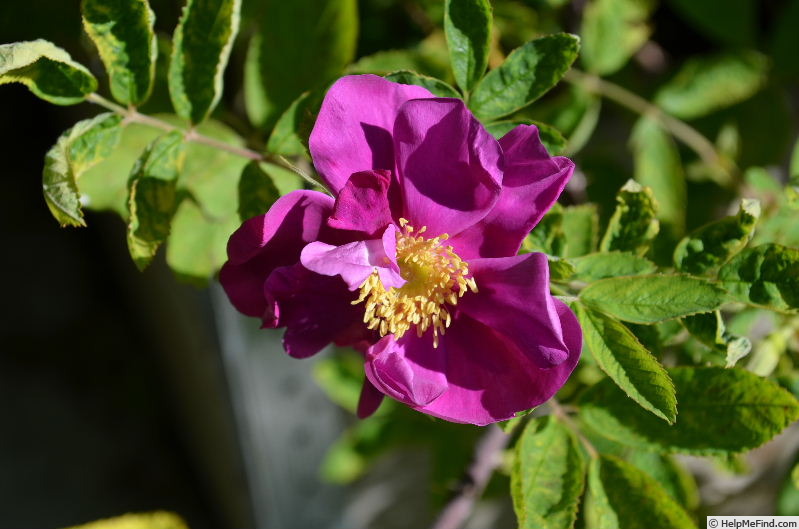 'Basye's Purple OP #2' rose photo