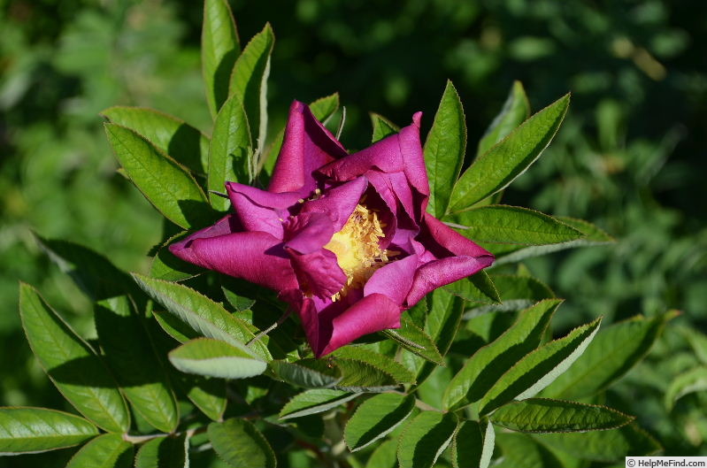 'Basye's Purple OP #2' rose photo