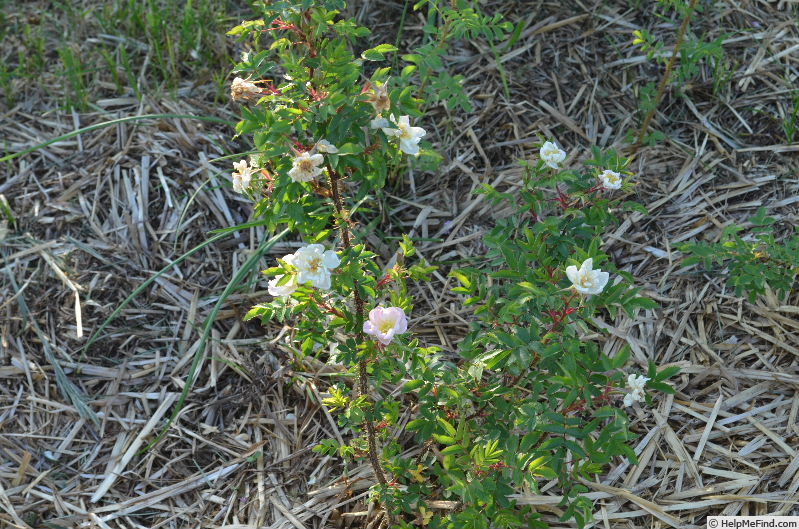 '(Ross Rambler #3 x Louise Bugnet) #1 x Prairie Peace' rose photo