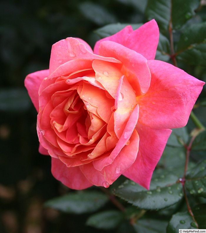 'Psychedelic (grandiflora, Millington, 2011)' rose photo