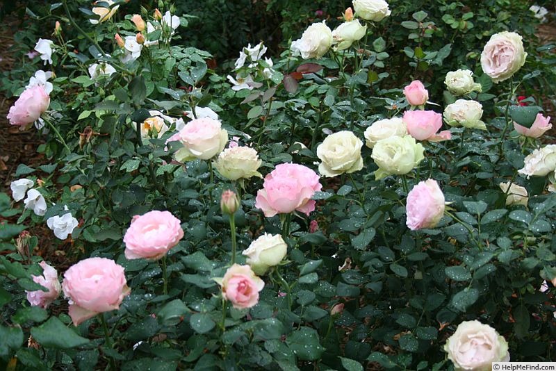 'Morpheus (grandiflora, Millington, 2010)' rose photo