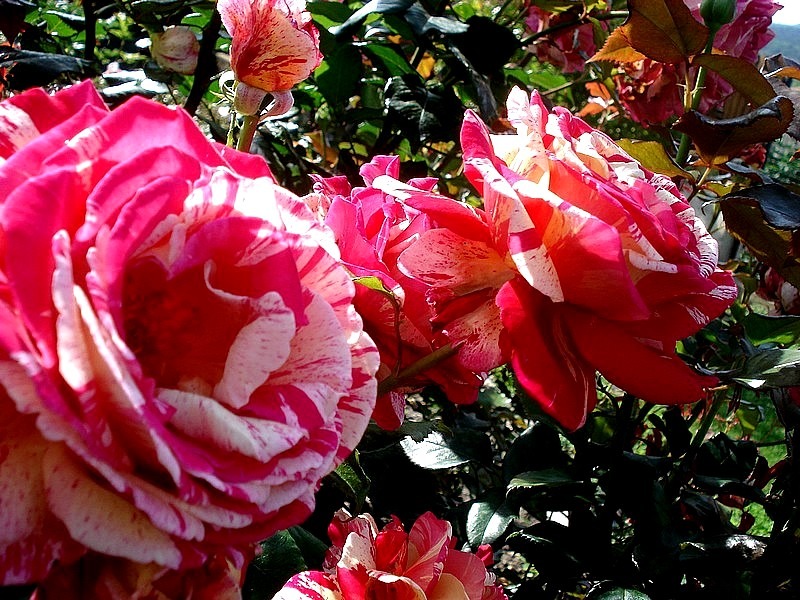 'Brocéliande ® (Hybrid Tea, Adam 2000)' rose photo
