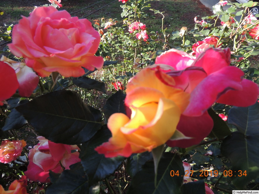 '9-133' rose photo