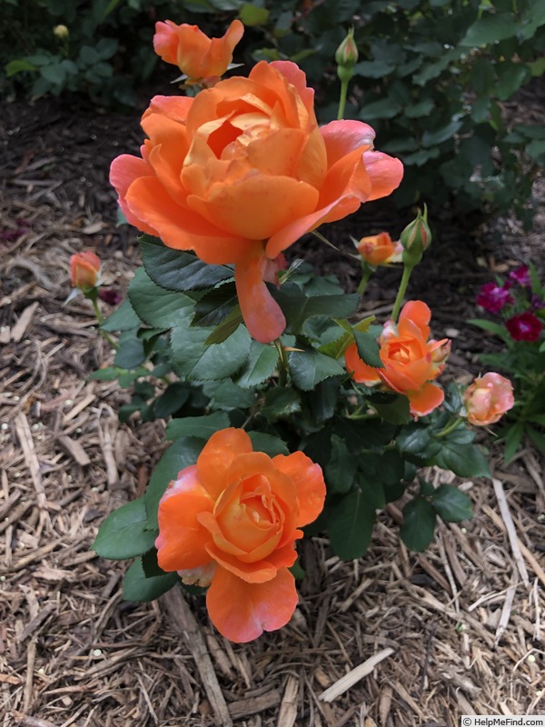 'Outrageous ™' rose photo