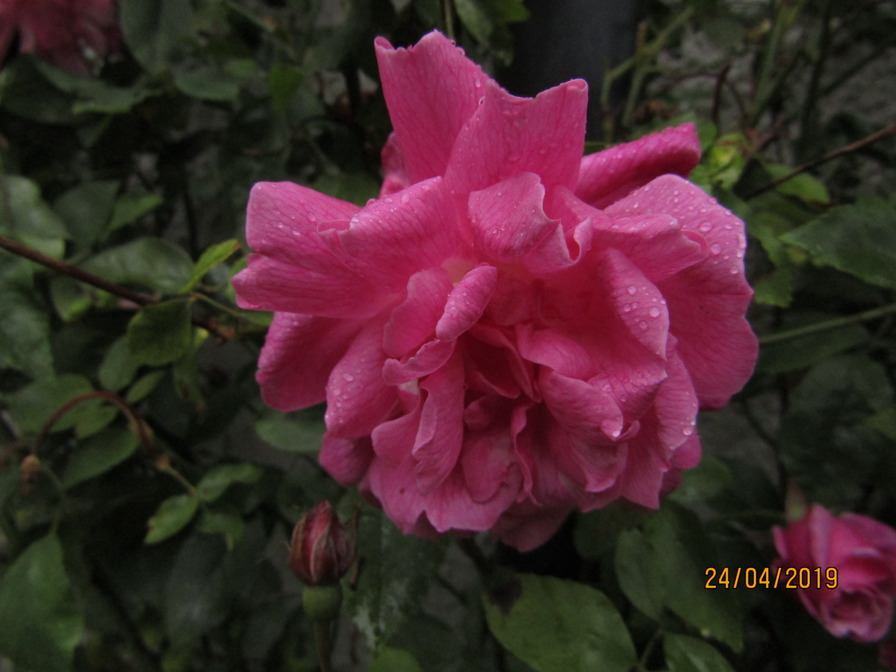 'Blush China (Old Blush)' rose photo