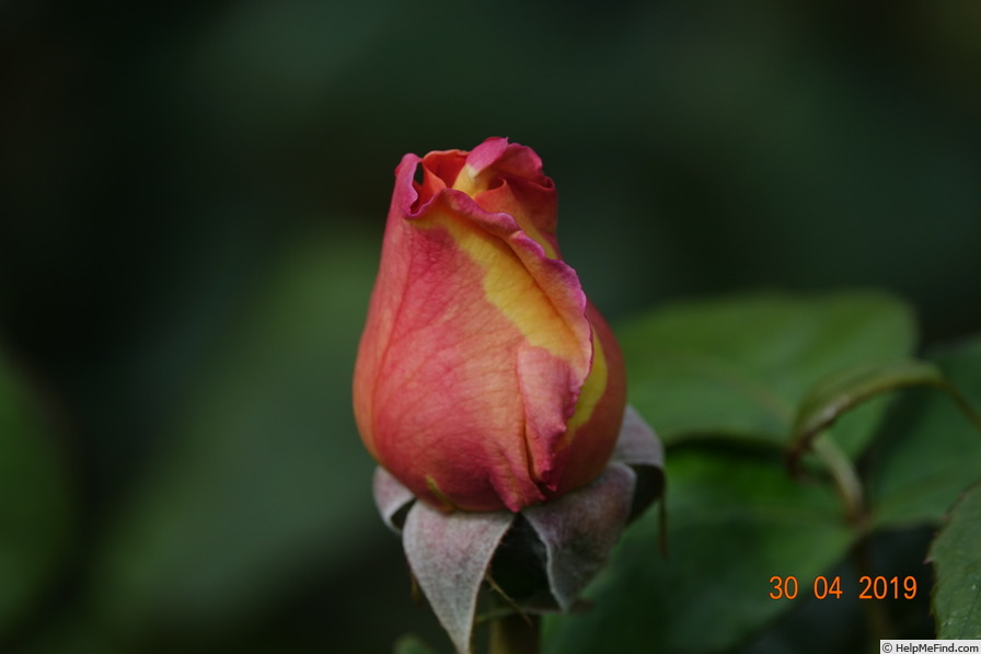 'Elle ® (hybrid tea, Mouchotte/Meilland 1999)' rose photo