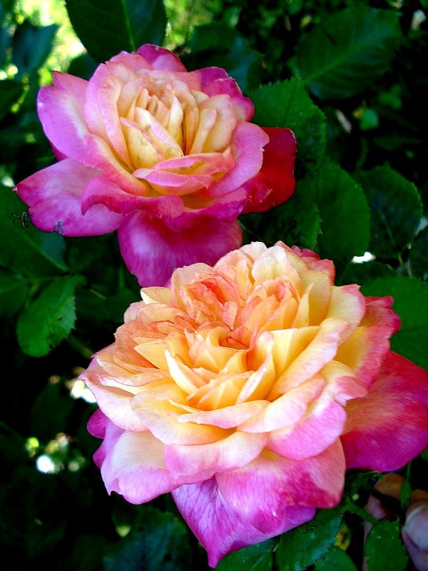 'Laurent Voulzy ®' rose, click to enlarge 'Laurent Voulzy ®' rose photo