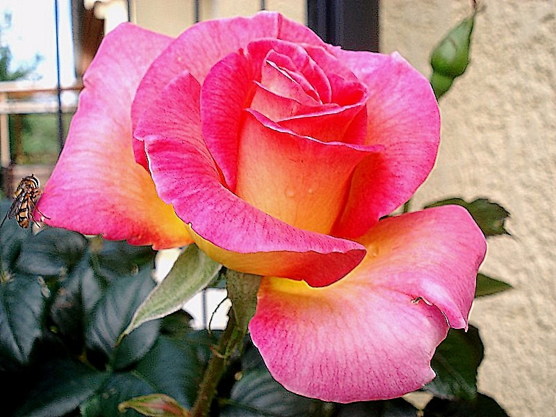 'Pink Paradise (hybrid tea, Delbard, 2004/11)' rose, click to enlarge 'Pink Paradise (hybrid tea, Delbard, 2004/11)' rose photo