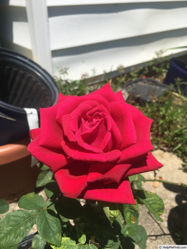 'Crimson Glory, Cl.' rose photo
