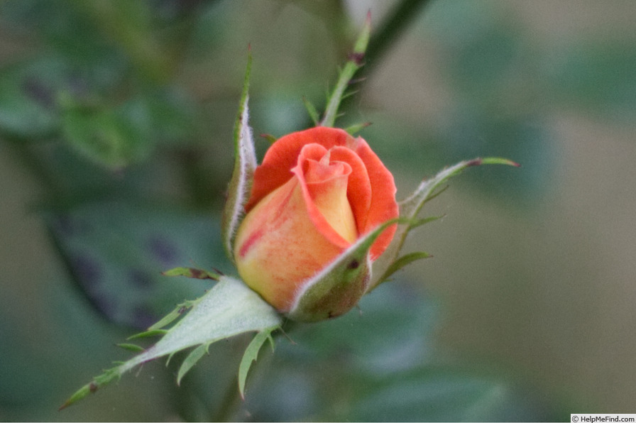 'Tropical Twist' rose photo