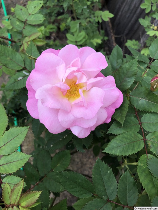 'PDKOPP' rose, click to enlarge 'PDKOPP' rose photo