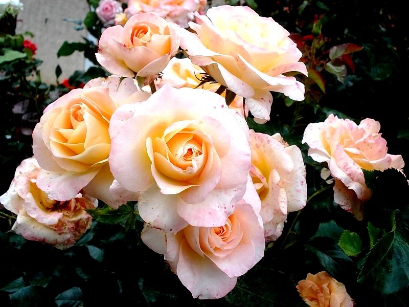 'Rochemenier Village ®' rose photo