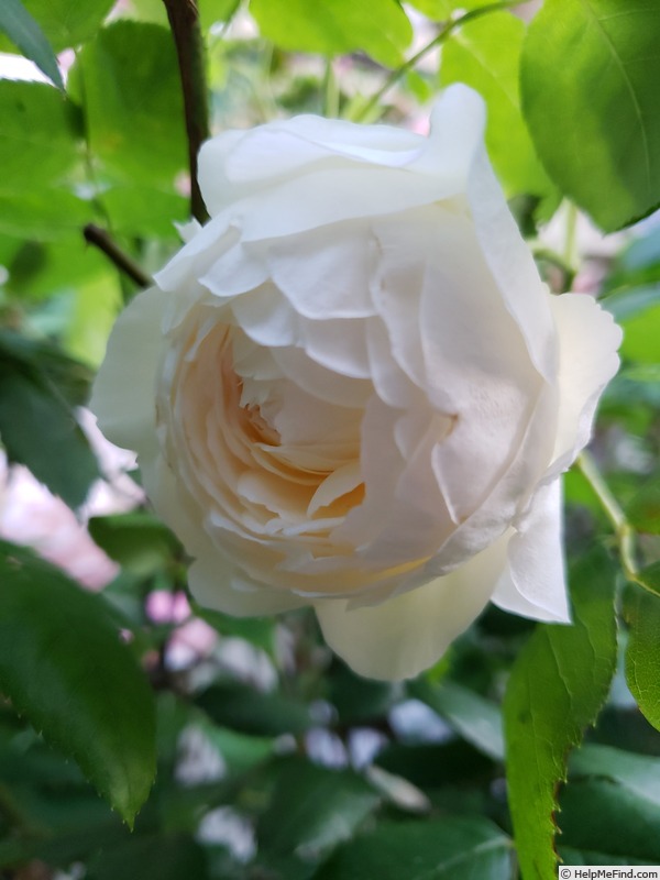 'Claire Austin' rose photo