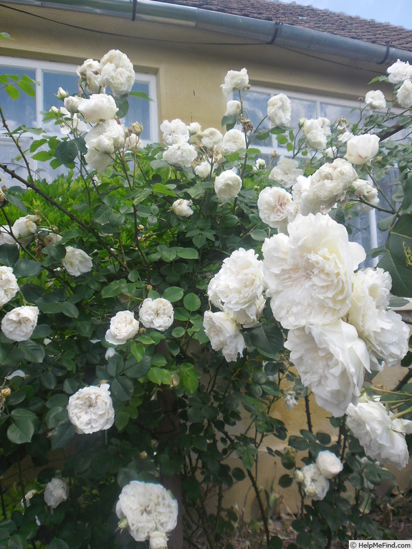 'Sombreuil (LCl, Unknown circa 1940)' rose photo