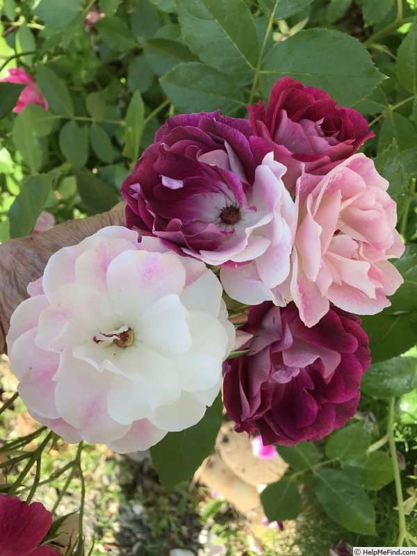 'Brilliant Pink Iceberg' rose photo