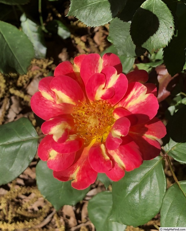 'Art Nouveau (floribunda, James 2009)' rose, click to enlarge 'Art Nouveau (floribunda, James 2009)' rose photo