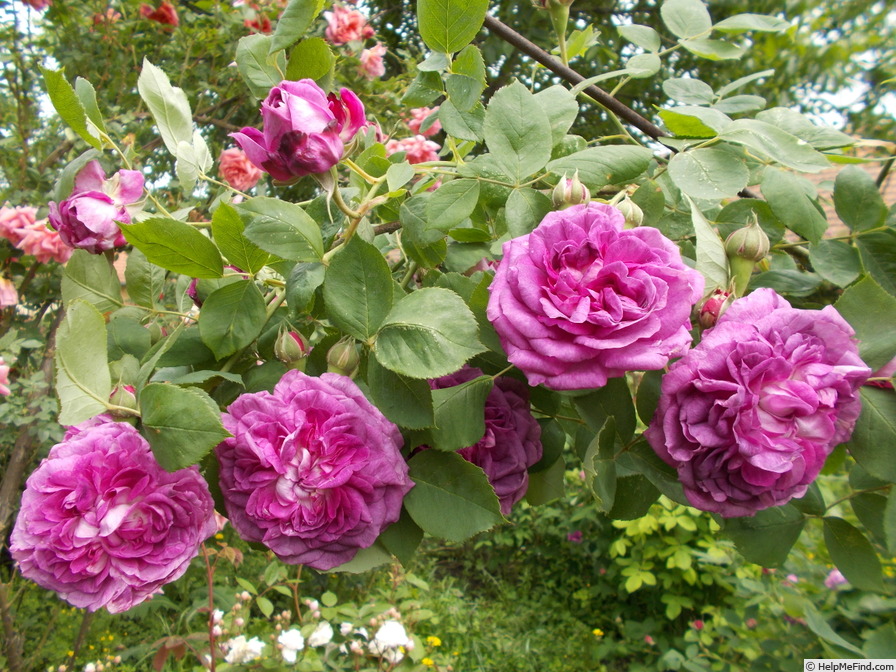 'Reine des Violettes (hybrid perpetual, Mille-Mallet 1860)' rose photo