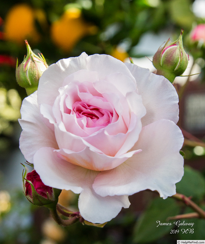 'James Galway' rose photo
