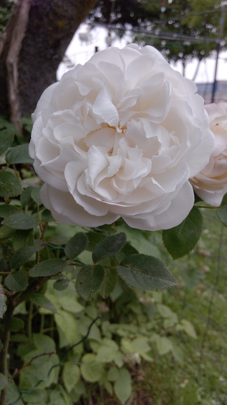 'Proud Titania' rose photo