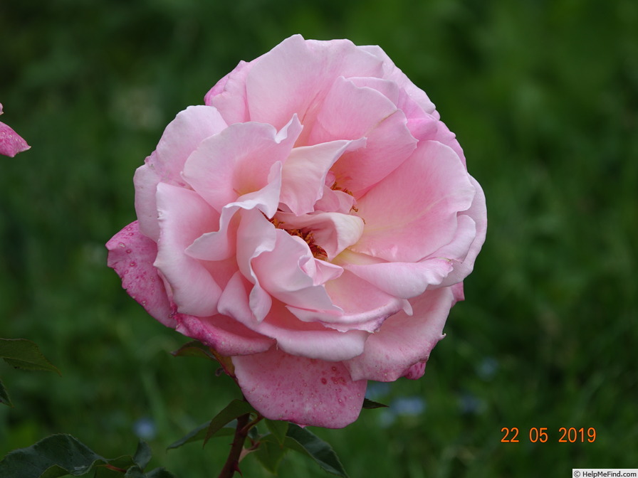 'Audrey Wilcox' rose photo