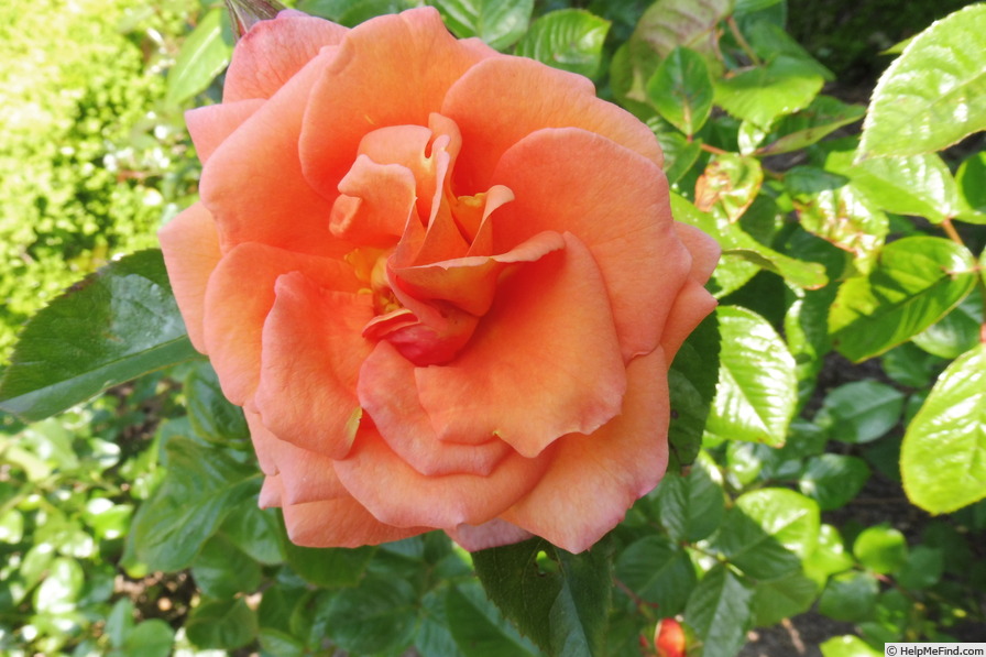 'Barbara Ann' rose photo