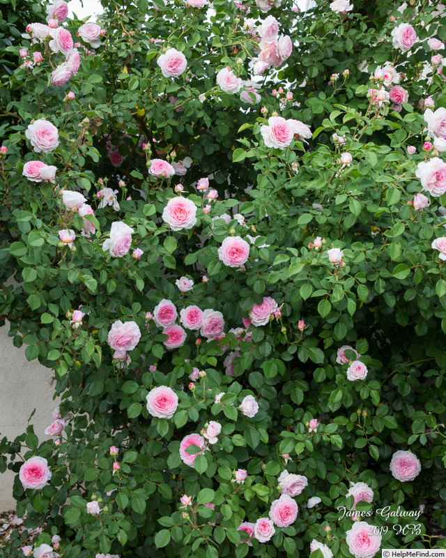 'James Galway' rose photo