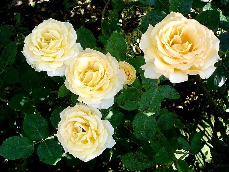'Isabelle Joerger' rose photo