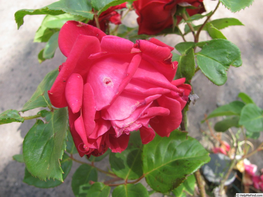 'Valentina Borgatti' rose photo