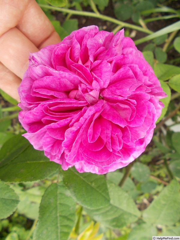 'Blush Gallica' rose photo