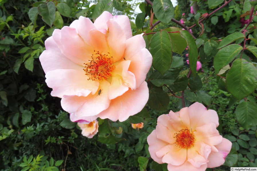 'Meg (Climbing Hybrid Tea, Gosset, 1954)' rose photo