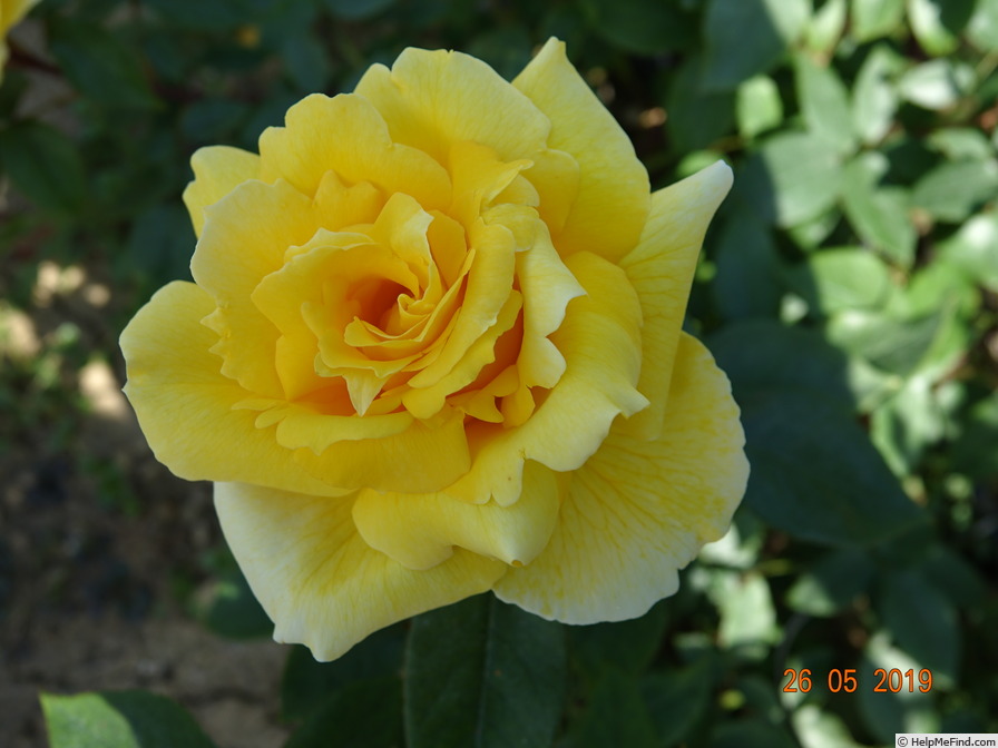 'Duftgold ®' rose photo