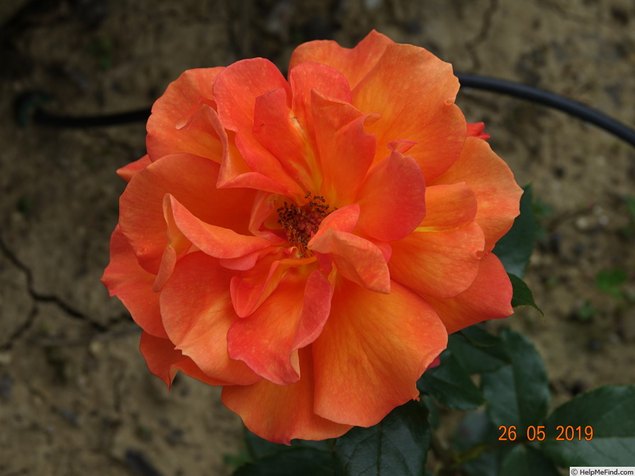 'Hallé (hybrid tea, Fryer before 2001)' rose photo