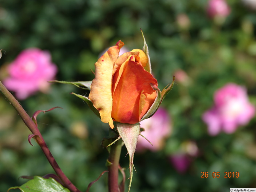 'Lolita ® (hybrid tea, Kordes 1972)' rose photo