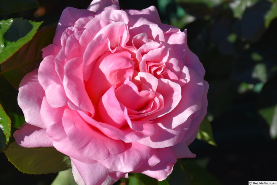 'Portadown Fragrance' rose photo
