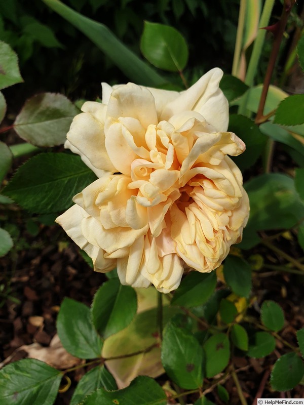 'Madame Chauvry' rose photo