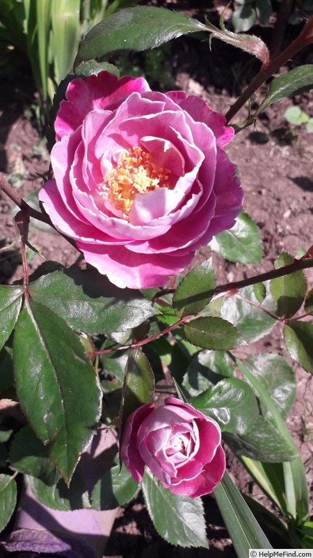 'Boule de Parfum' rose photo