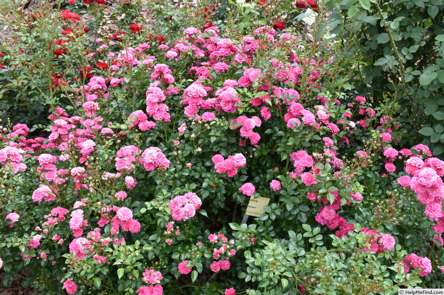 'Kortufee' rose photo