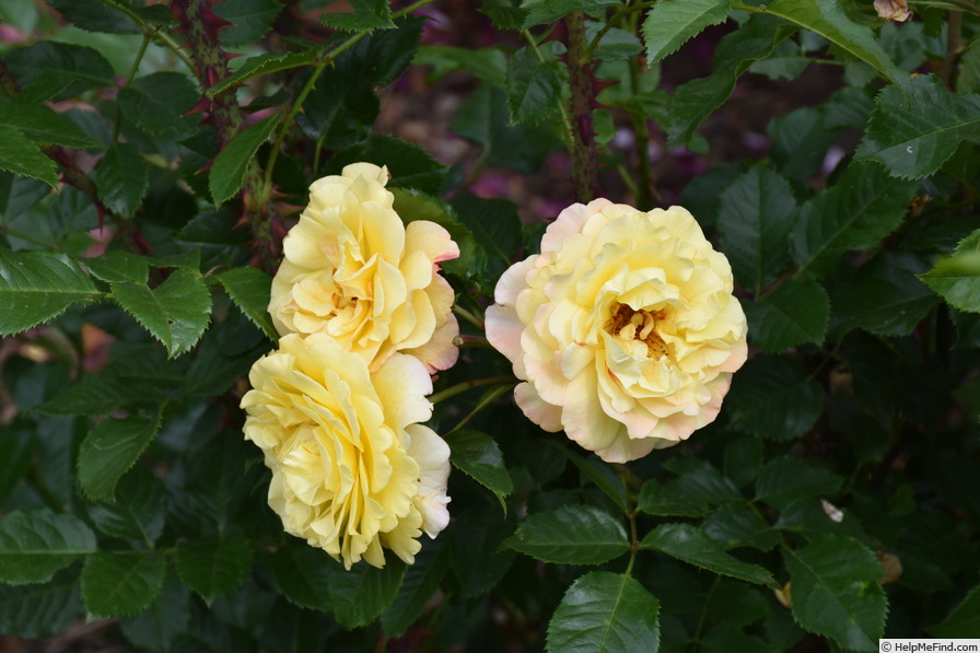 'KORruge' rose photo